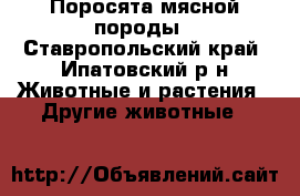 Поросята мясной породы - Ставропольский край, Ипатовский р-н Животные и растения » Другие животные   